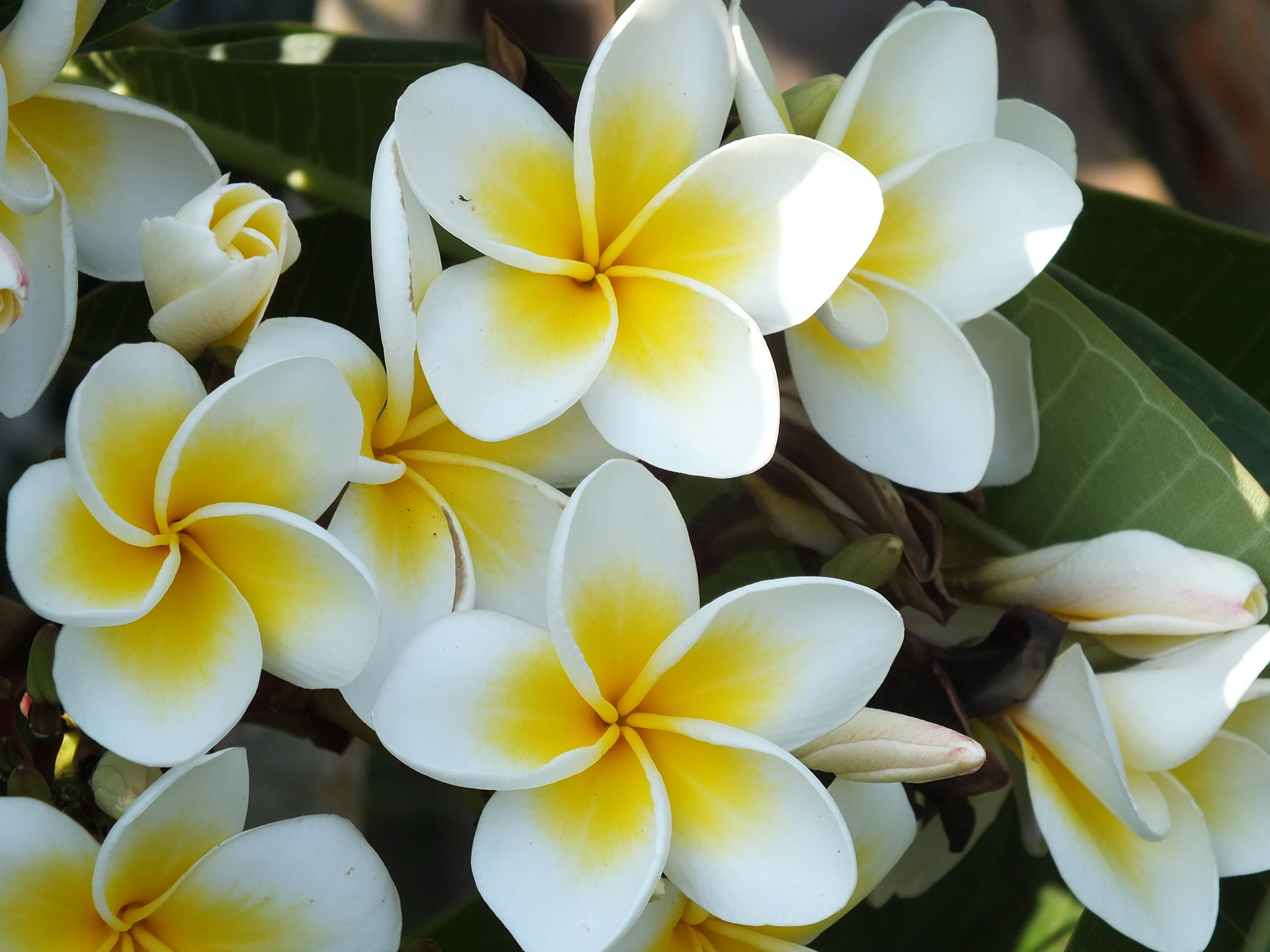 White Jasmine Flowers