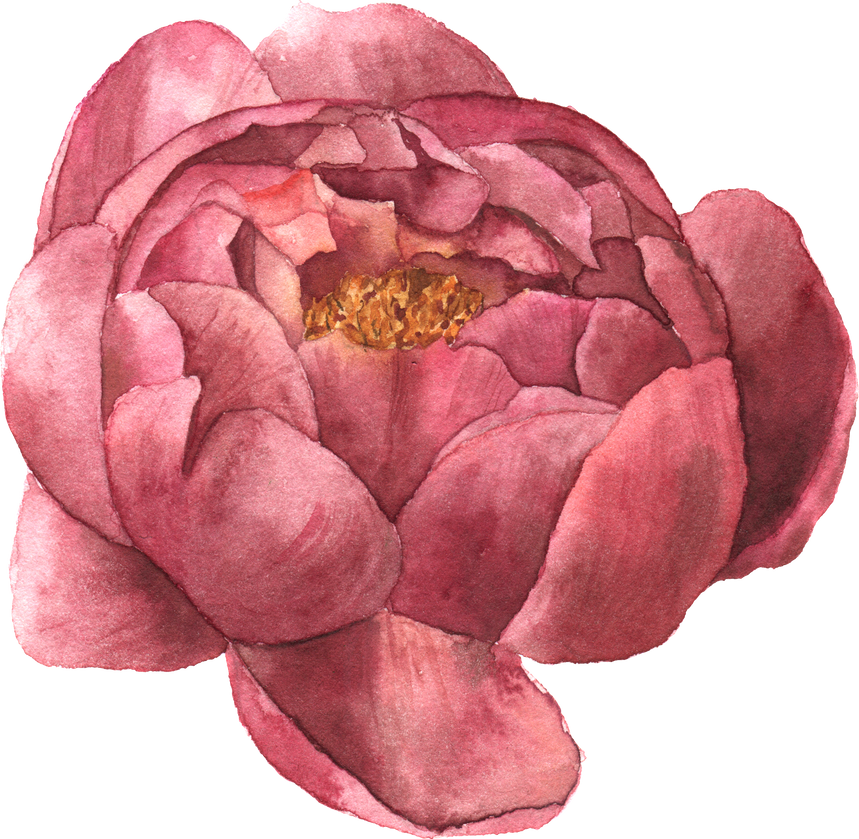 Peony Flower Illustration