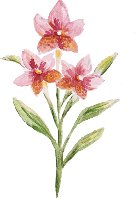 Hand-Painted Watercolor Waling-Waling Orchid Filipino Flower Illustration