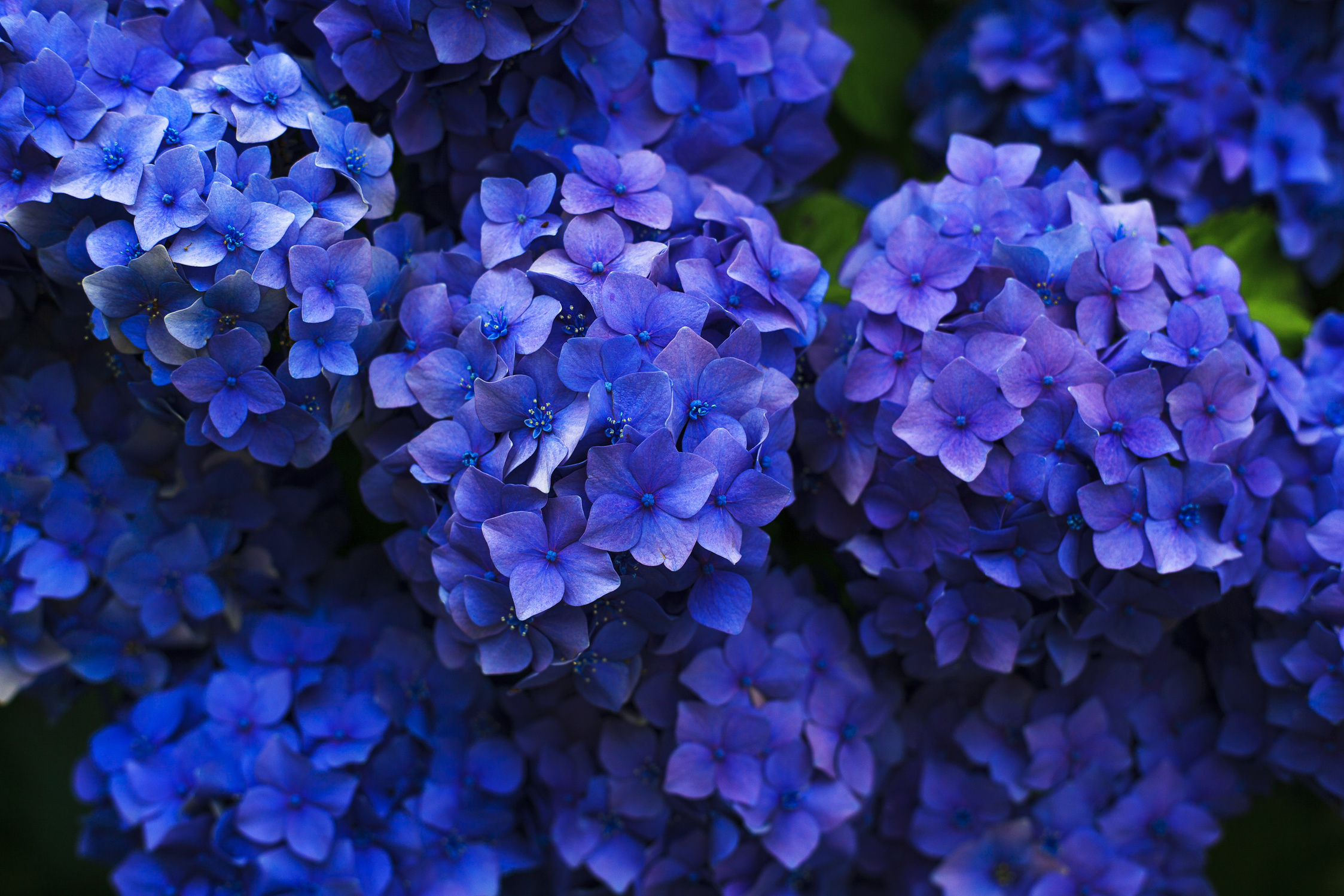 Hydrangea Flower Blossoms
